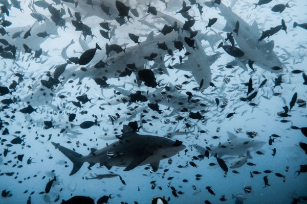 Group Sharks by Michael Brown